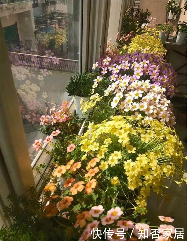  [便宜货]几种便宜货，5块钱买一盆，养在家爆炸式的开花，阳台变花海