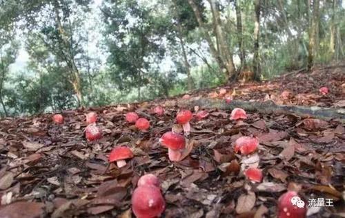 农村大山林里的红色蘑菇，售价几百块钱一斤，你们有没有看过