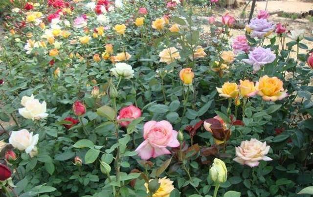  「俏丽」月季花型饱满花色俏丽，学会扦插收获满满，开花成海十分美观