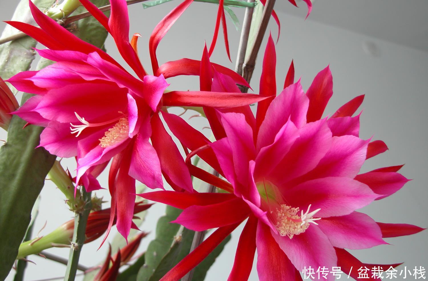  『喜欢』喜欢在家养护花卉，就选3种花卉，花色艳丽，花期长，开花量繁多