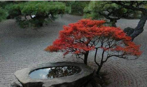  「花园」禅宗花园，一个没有蚊虫的美丽花园！