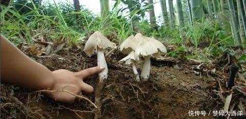  「鼓吹」人称“菌中之王”，只长在白蚁穴旁，商家鼓吹可人工种