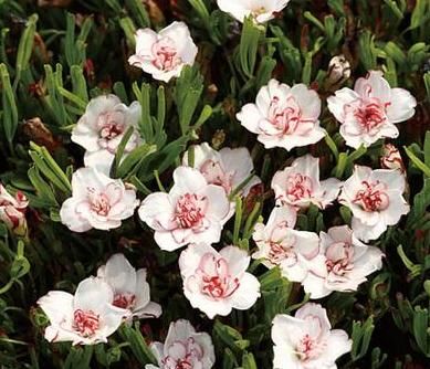 酢浆草品种:见过这么漂亮的“三叶草”吗?花色五彩缤纷,能开3个季度的花