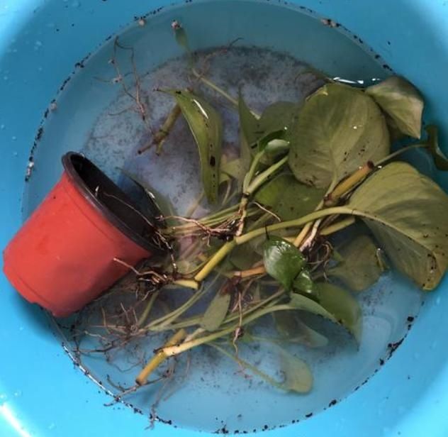  #花草#栽种花草时，先用生根粉还是先用多菌灵？搞清原理，谁先谁后不难