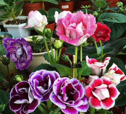  「肥得」花盆里撒1把“它”，土壤肥得流油，叶片花朵蹭蹭长，养啥花都旺