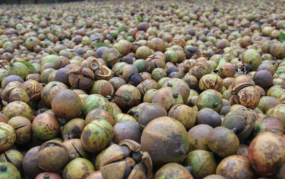  农户■一斤90元不怕人偷，一棵树上能结几百个果，农户却不敢种