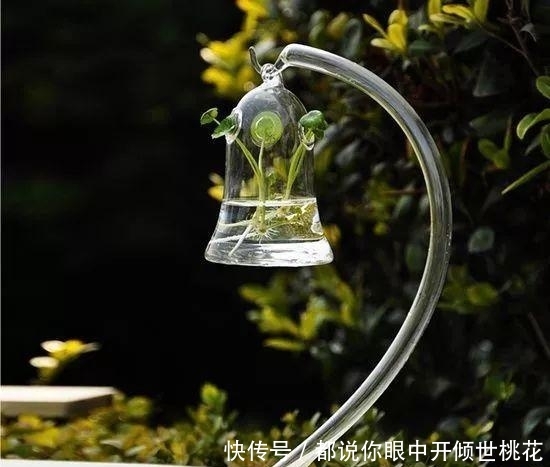  『盆栽』既然喜欢水培, 那就要学会如何养好水培盆栽中的“水”!