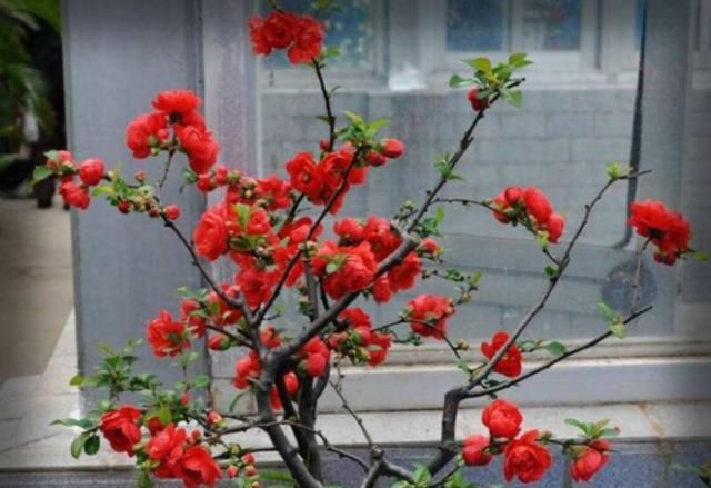  『花开』海棠花在室内开，注意这些养护知识，花开又大又艳丽！
