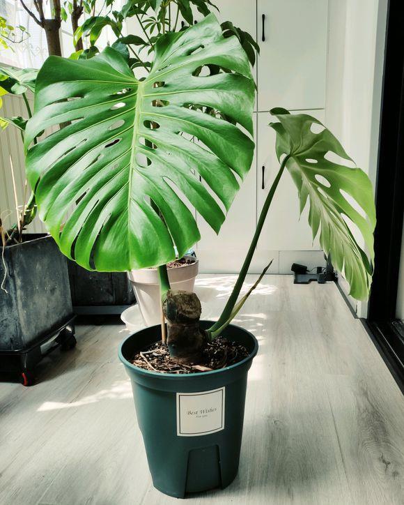  『气温』客厅养龟背竹，谨记“4点”，叶子大开背早，不倒伏，长的高