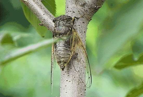 7000元一斤！最近很多人都在找它，安徽农村到处都是！