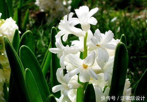 『叫洋』一种“种球花”颜值高,开花一大朵,外国人叫洋水仙,有水就活
