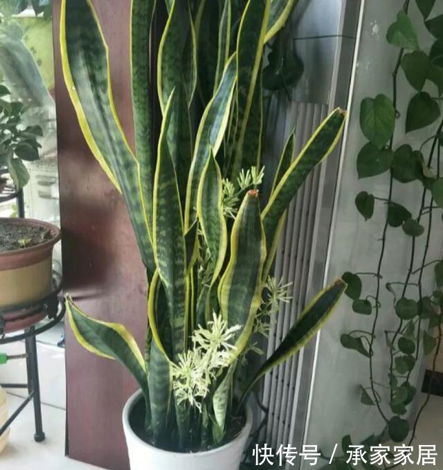  保活：养花小技巧：养花全靠1句话，100%保活！
