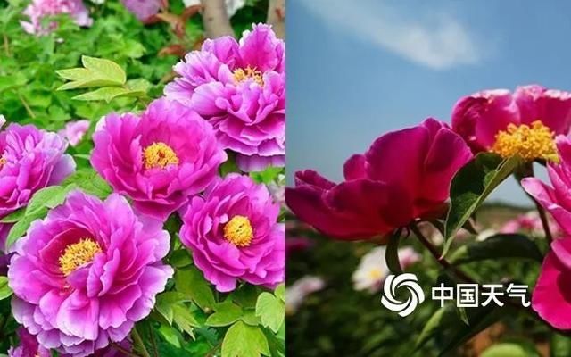  『樱花』天气回暖花开正好，赏花达人速成秘诀看过来