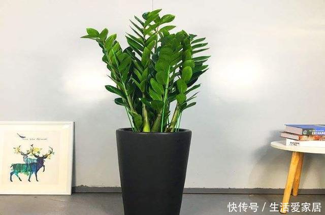 【平时】几种大型绿叶盆栽真气派,摆在客厅净化空气,只需一个月浇一次水