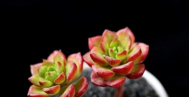  #春天#春暖花开，多肉植物这样养，叶肥茎也壮！