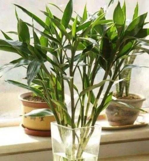 富贵竹■富贵竹水培加点它,叶片健壮油亮,不黄叶不烂根蹭蹭冒新芽!