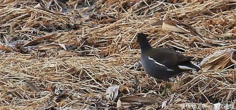 多个国家已灭绝，国内到处可见，一斤28元被农民当摇钱树