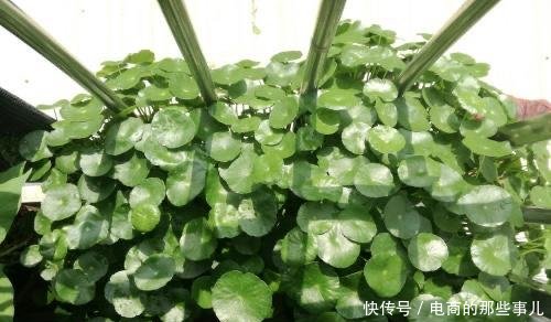 「春天」春天养铜钱草,需做“1件事”,叶子蹭蹭冒,越长越多挤满盆