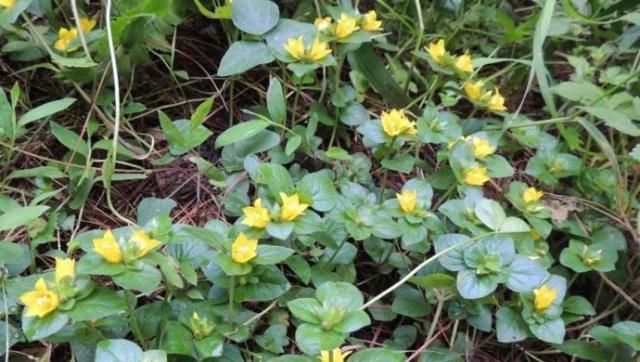  『路边』这不起眼的路边“野草”，种进花盆漂亮又好养，还是治结石的良药
