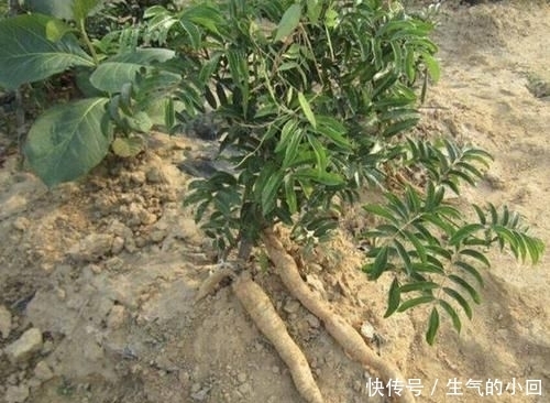 #值钱#在深山,有1种“牛大力”,根茎有40厘米长,值钱又珍贵,请爱惜