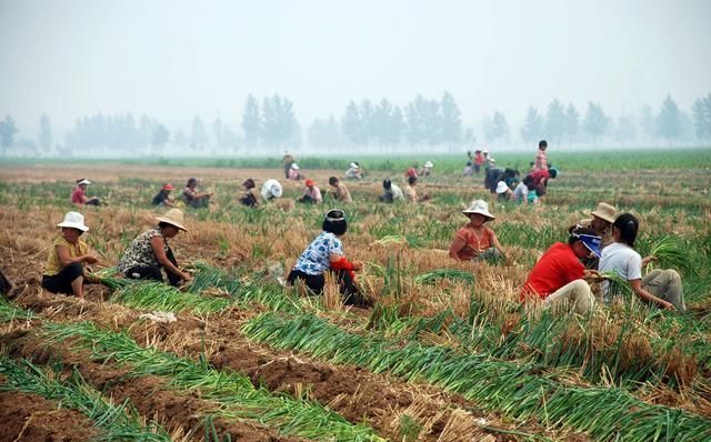 农村土地承包期再延长30年，农村户口迁入城镇后该怎么办？