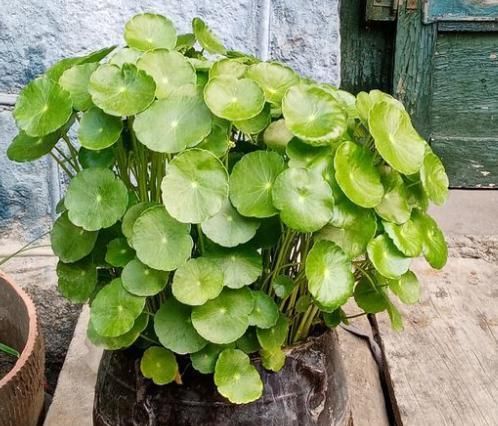  「挤满」不会养铜钱草，跟着小花匠这么做，茎秆粗壮，叶片大又绿，挤满盆