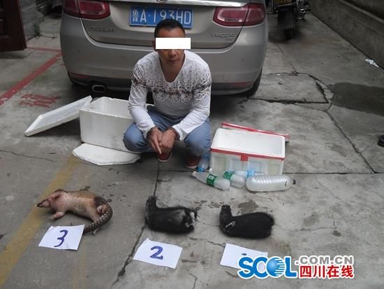 四川有刺猬养殖