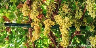  「当地人」沙漠盛产的这水果, 当地人曾发愁要怎么卖出去, 如今