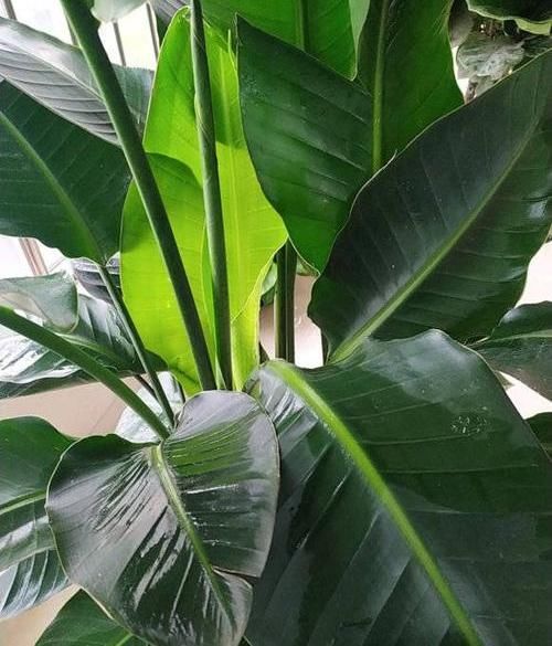 #家里#北欧四兄弟,4种阔叶植物,养在家里能加湿,夏季不用怕燥热