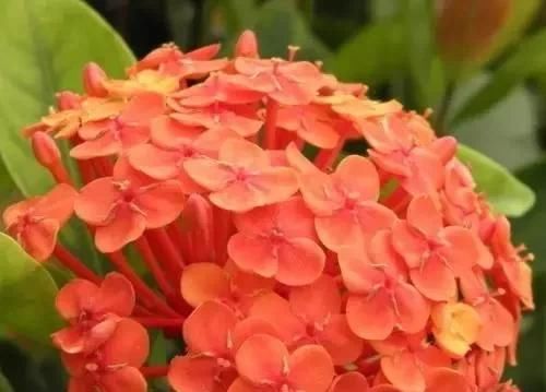  漂亮：10种漂亮的盆栽花，1年365天都开花，栽上1盆，天天有花看