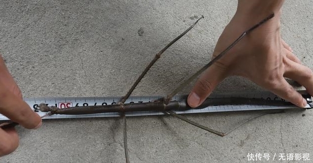 你对“长虫”的概念一无所知，55厘米的长虫，还只是国内第二