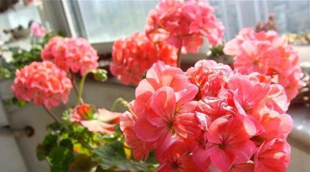  『花儿』这九种花，随便扔土里，就能长成一片，开花不断
