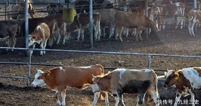  小牛犊■一个农村农民，生态养牛20头，能不能赚钱呢？每年赚多