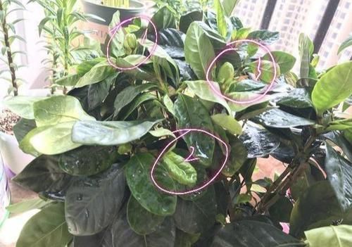 [顺应]新买的栀子花，叽里咕噜掉花苞，顺应4个“潮流”花苞个个拳头大