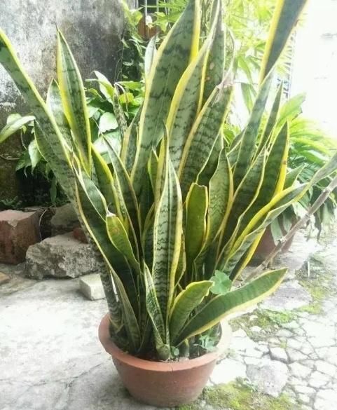  [阿司匹林溶]虎皮兰长得慢？浇水加粒“药”，芽多“挤爆盆”，虎皮兰变群兰！
