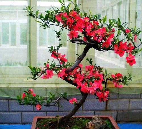  「种植」红腊梅种子怎么种，红腊梅种子的种植方法介绍！一起来了解一下吧！