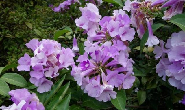  『蒜香藤』这种花半年长2米，花开千朵，没有虫害，超级好养，你养过吗？