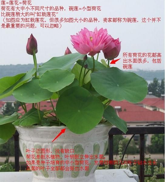  「分得清」碗莲、荷花、睡莲、一叶莲，你都分得清吗？