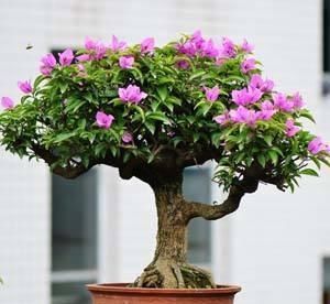 『充足』三角梅有花不开花?做好“4件事”,花苞齐刷刷,开成叶子花