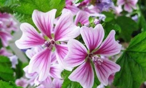  芳香：屋里养这些花，四季开花，芳香馥郁，漂亮好养花量大，美艳迷人