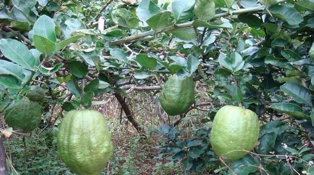  功效：止咳化痰、增强抵抗力的香橼，果农种植前需着重的了解以下几点！