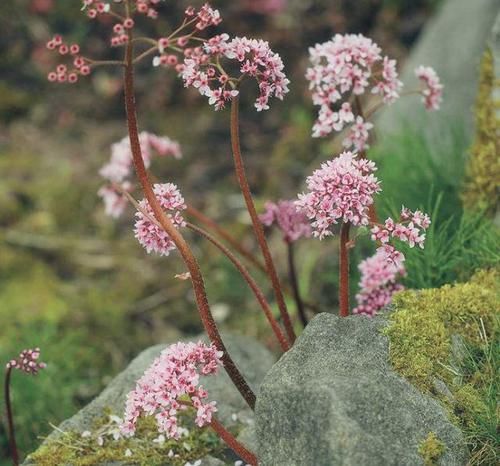  『植物』在石缝里，1种植物开出“粉色花朵”，被称为“岩花”，珍贵！