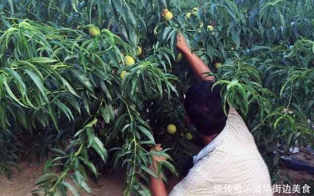  「沉香木」农民无心插柳种出珍稀树种，出价50万都不卖，以后还