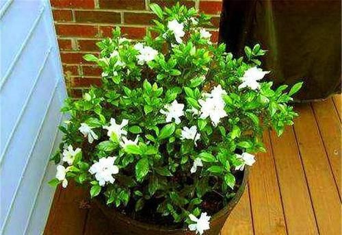  『栀子花』栀子花花期管理“3不做”，配合“2种”果皮水，开花又多又香