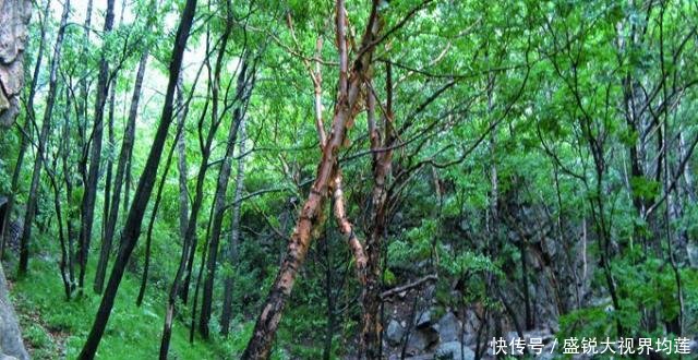 这个景区是河北省五大高峰之一,有200多个景点,可却不敢叫做山