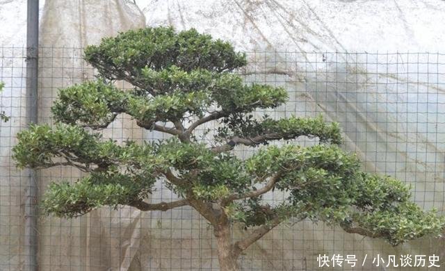 【值钱】夏天花卉怕热,那就养2种“盆景树”,摆家里有寓意,还值钱!