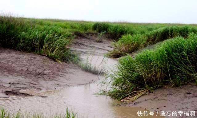 「进口」“教授”好心从国外进口一种植物,如今已经泛滥成灾成为入侵物种