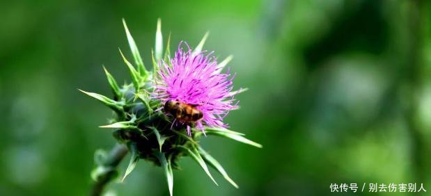 农村这种“带刺玫瑰”，农民看到就要砍掉，很少人知道它异常珍贵