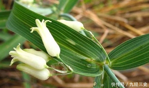  「见过」过去野外常见的一种植物，如今浑身是宝，不少农民靠种