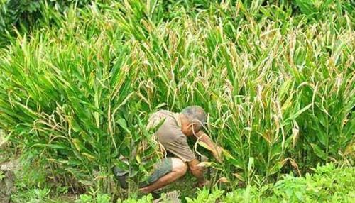  果树■种植之后连续几年都有收获，一年比一年产量大，农民朋友